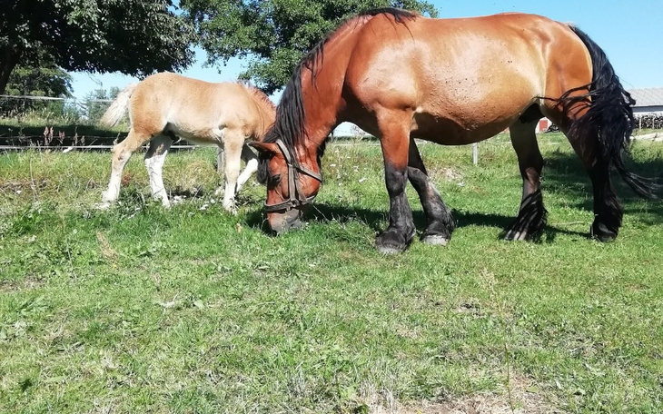 Zbiórka Ania chce spełnić marzenia - zdjęcie główne