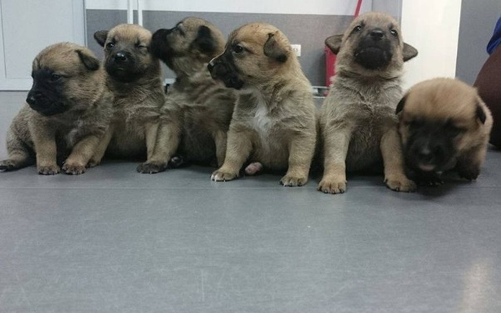 Zbiórka Mamusia i Dzieciaki - zdjęcie główne