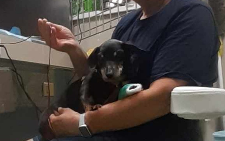 Zbiórka Pomoc dla opiekunów Czarka - zdjęcie główne