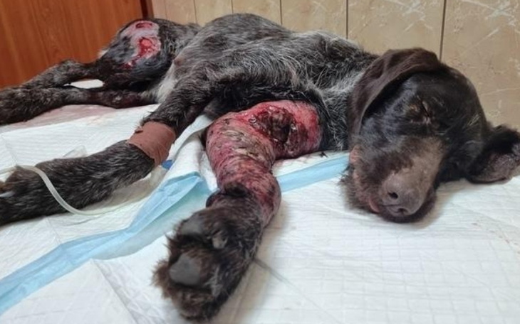 Chory pies leżący na łóżku, z ranami na łapach.