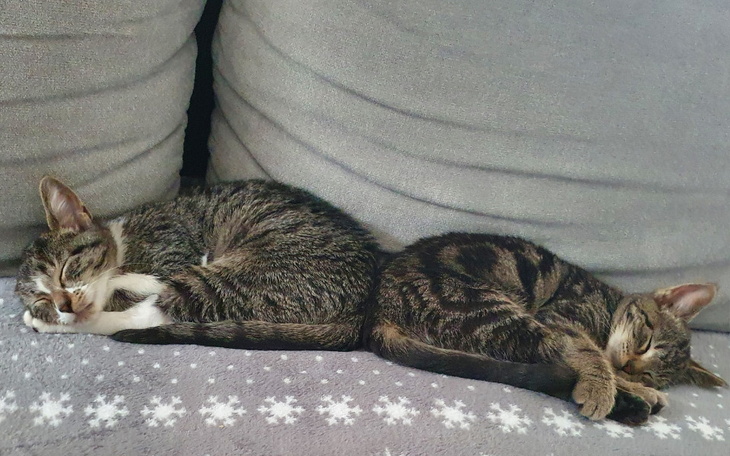 Zbiórka Pomoc dla Dziku i Głuszca - zdjęcie główne