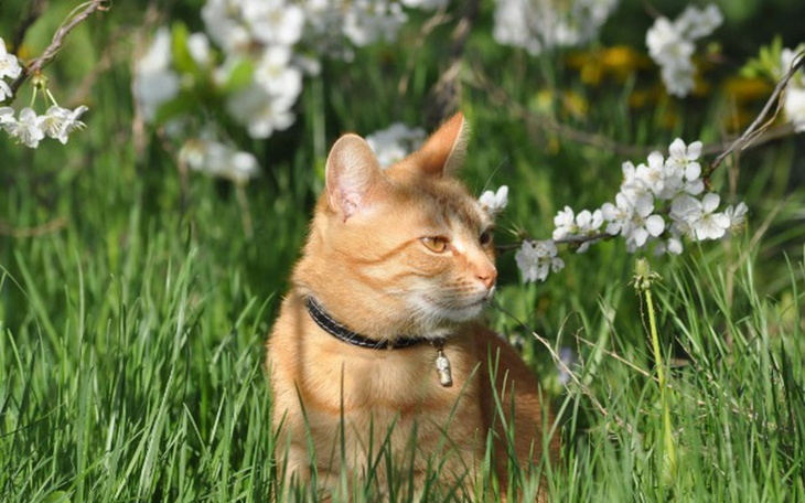 Zbiórka Zajączek dla Kotka - zdjęcie główne