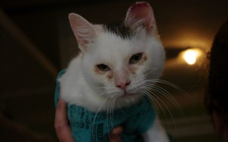 Zbiórka Mięta - zdjęcie główne