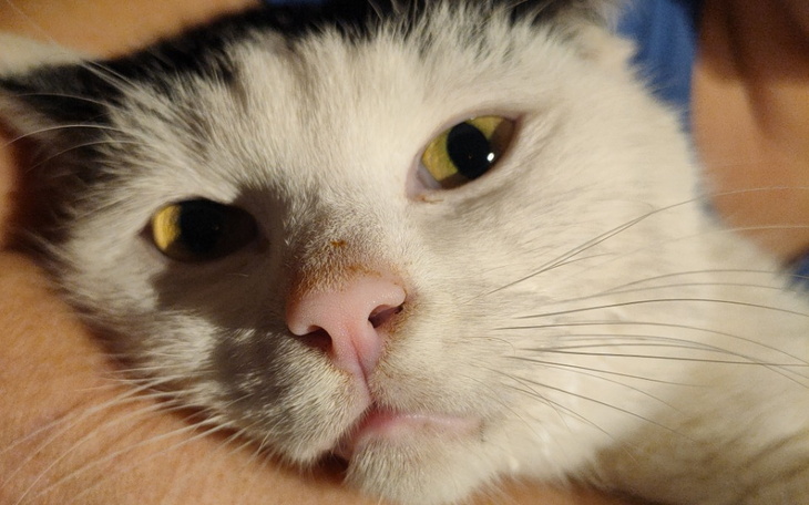 Zbliżenie na kota z żółtymi oczami, leżącego w ramionach.