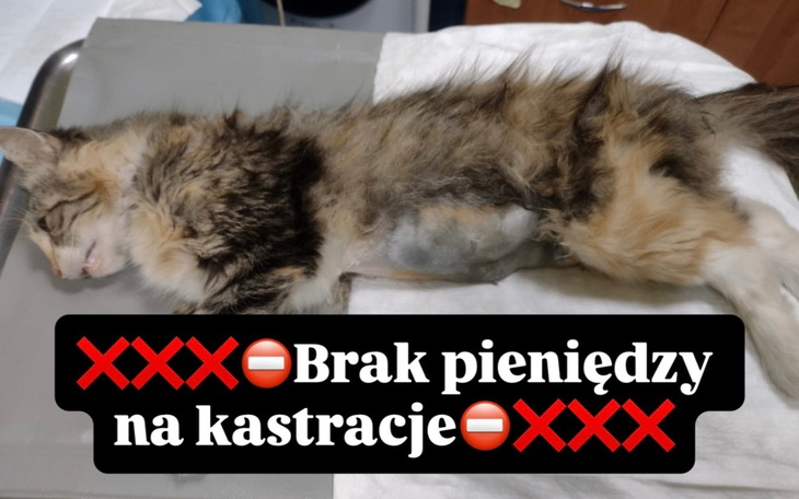 Kreskówkowy plakat z napisem „XXX Brak pieniędzy na kastracje”.
