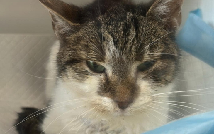 Chory kot w szpitalu, zmartwiony i osłabiony.