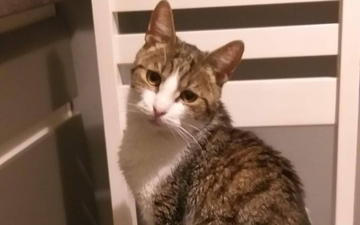 Zbiórka OTIS - koci anioł walczy z FIP. - zdjęcie główne