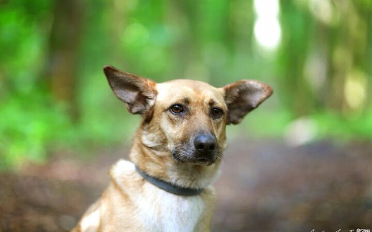 Zbiórka Pomoc dla Schroniska w Sosnowcu - zdjęcie główne
