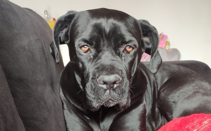 Zbiórka Operacja kolana suni Lei - zdjęcie główne