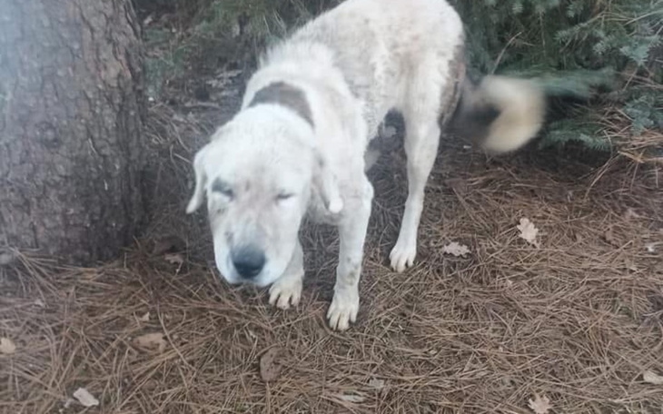 Pies w lesie, z zamkniętymi oczami, wśród igliwia.
