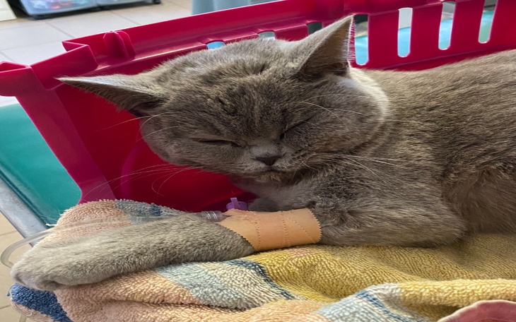 Zbiórka Pomoc dla Loli - zdjęcie główne