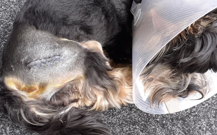 Zbiórka Operacja stawu biodrowego york t - zdjęcie główne