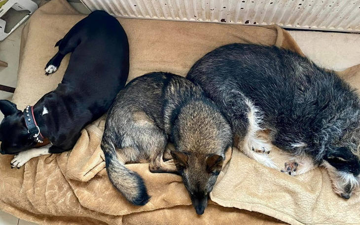 Zbiórka Kojec typu zagroda - zdjęcie główne