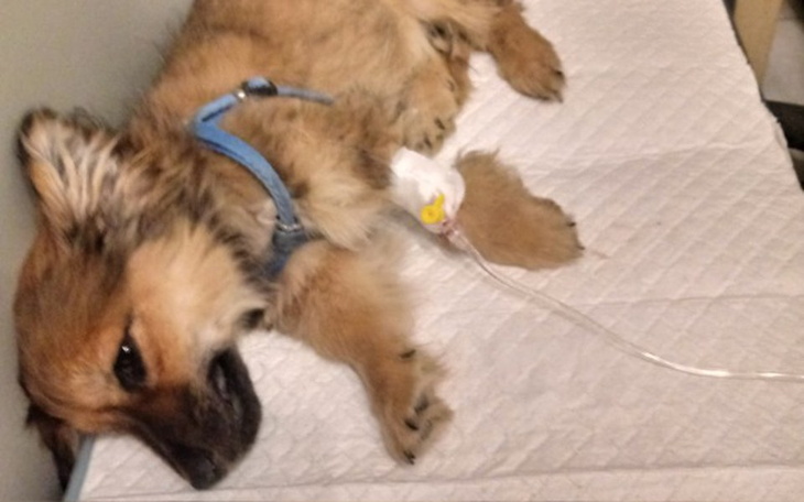 Zbiórka Fifi chory na parwowiroze - zdjęcie główne