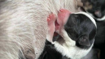 Zbiórka Psią rodziną że stogu - miniaturka zdjęcia