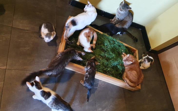 Zbiórka Utrzymanie Kotów z ulicy - zdjęcie główne