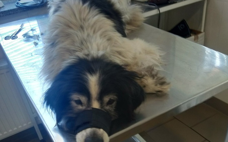 Zbiórka Proszę pomóż im przetrwać - zdjęcie główne