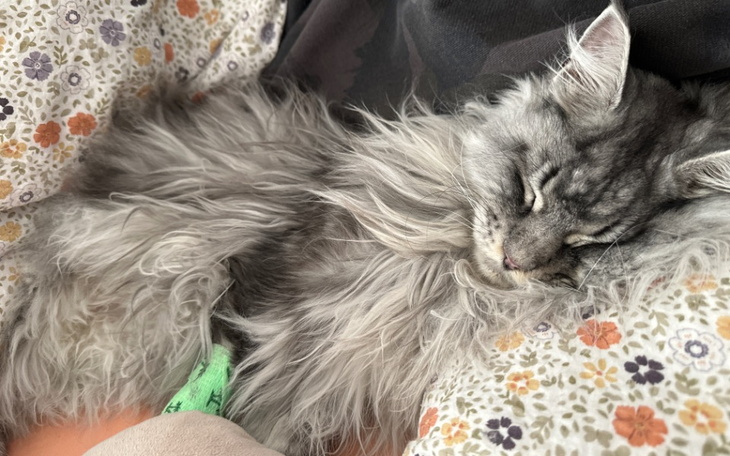 Zbiórka Leczenie Koty - zdjęcie główne