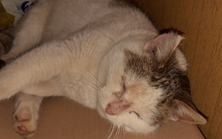 Śpiący kot leżący w drewnianej szafce.