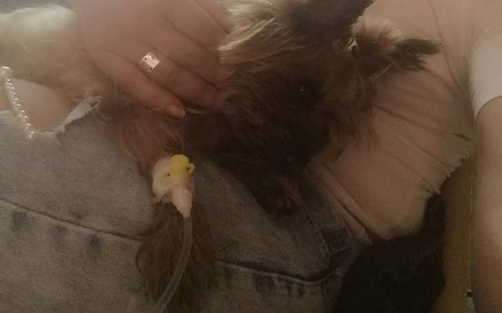 Zbiórka Vetoryl dla mojego pieska choreg - zdjęcie główne