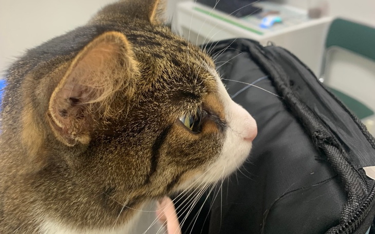 Zbiórka rehabilitacja,leki i weterynarz - zdjęcie główne