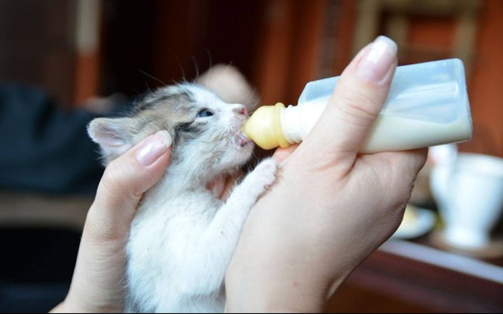Kociak pijący mleko z butelki.