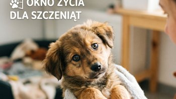 Zbiórka Okno życia dla szczeniąt - miniaturka zdjęcia