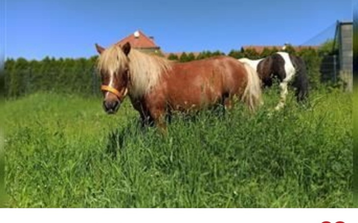 Zbiórka Zbieram na kucyka szetlandzkiego - zdjęcie główne