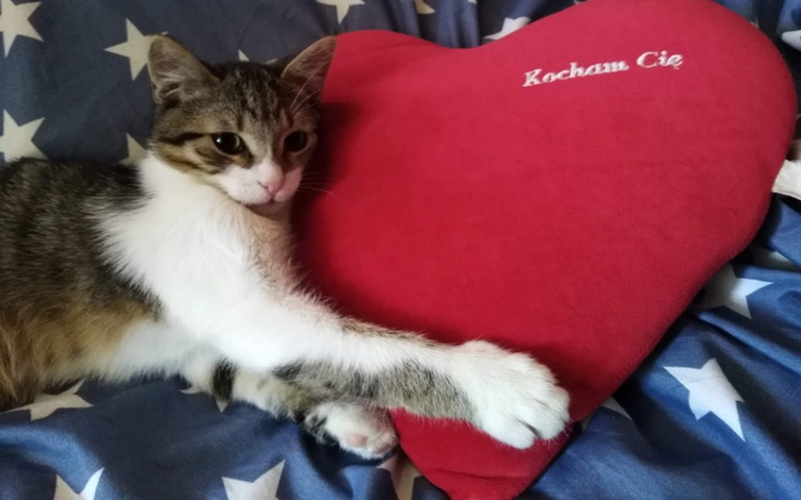 Zbiórka Transfuzja krwi dla kotka - zdjęcie główne