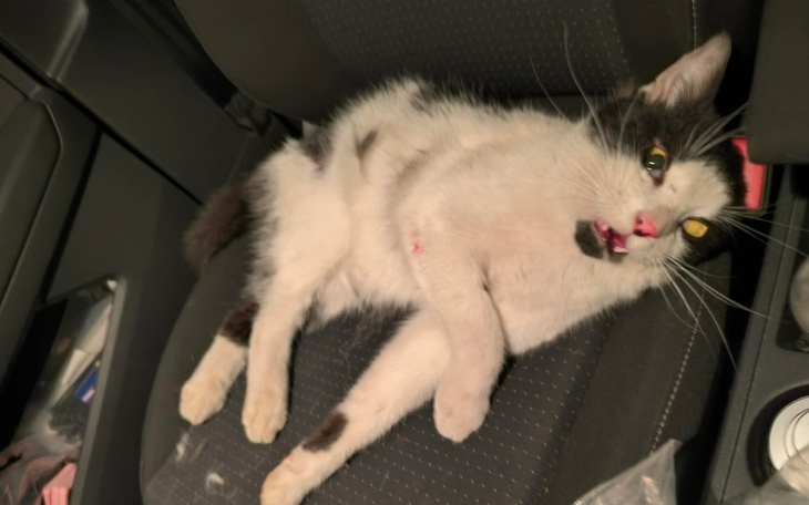 Kot leżący na siedzeniu samochodu, wygląda na zrelaksowanego.