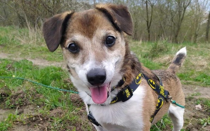 Zbiórka Leczenie Onkologiczne Pikselka - zdjęcie główne