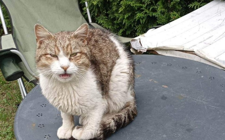 Zbiórka Pomóżmy bezdomnym kociakom - zdjęcie główne