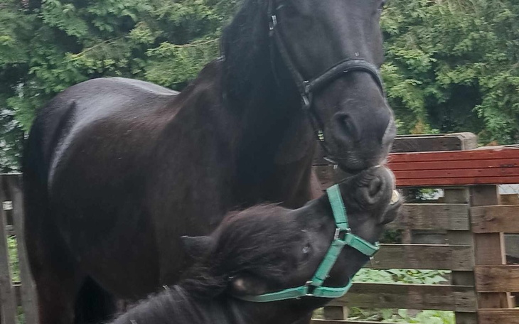 Zbiórka Zbiórka na sianko - zdjęcie główne