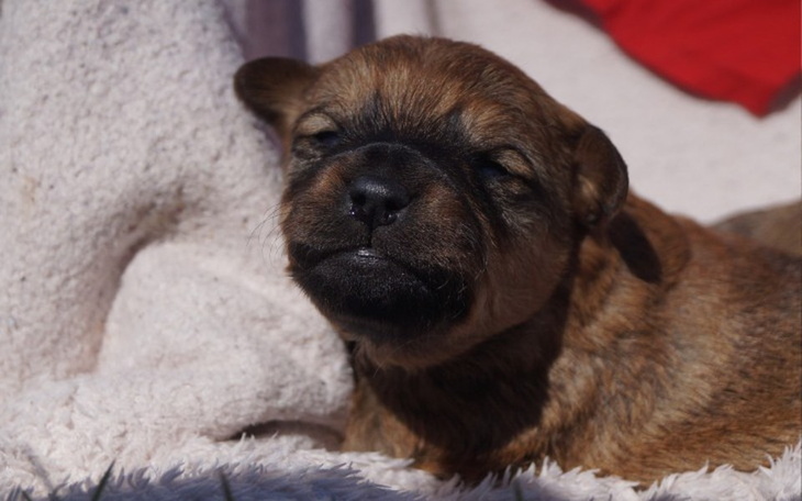 Zbiórka Sunia i 4 szczeniaki Pomocy - zdjęcie główne