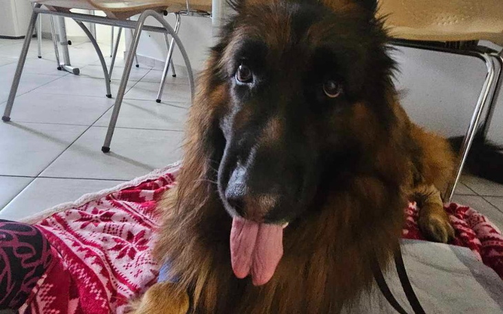 Zbiórka Operacja i leczenie Dragona - zdjęcie główne