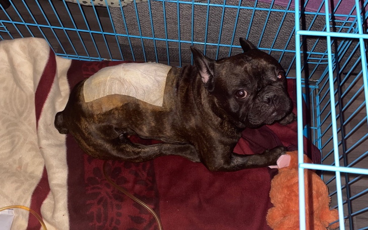 Zbiórka Na dalsze pieskie życie - zdjęcie główne