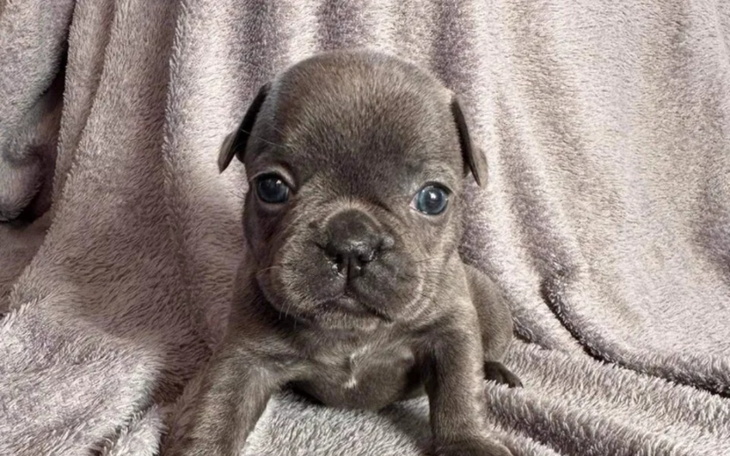 Zbiórka Na Buldoga Francuskiego - zdjęcie główne