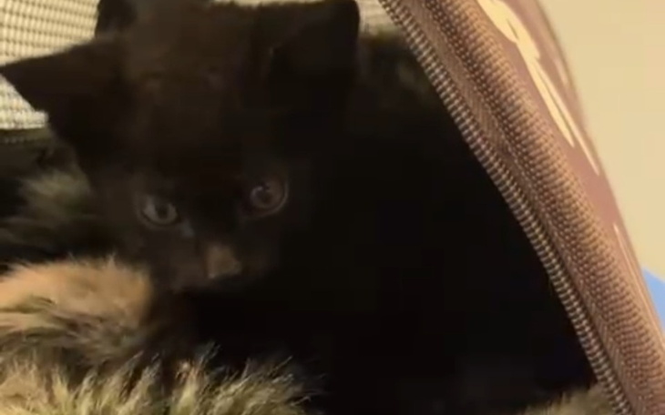 Czarny kotek w przytulnym miejscu, z ciekawym spojrzeniem.