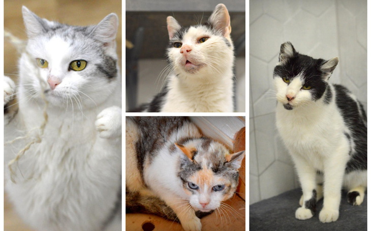 Zbiórka Dom Tymczasowy u Irenki - zdjęcie główne