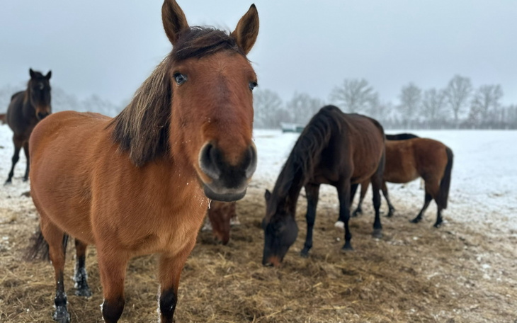 Grupa koni na śniegu, w zimowej scenerii.