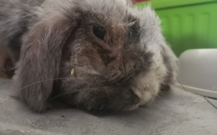 Zbiórka Zbiórka na pomoc Leonowi - zdjęcie główne