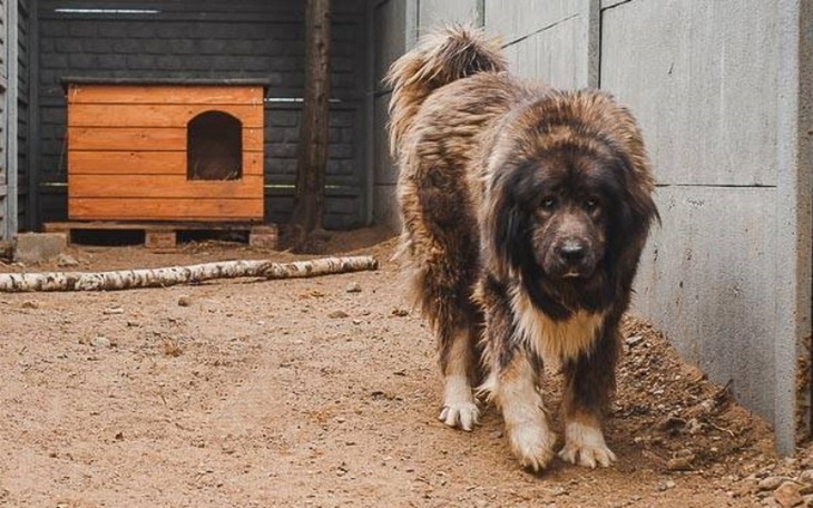 Zbiórka Nowe budy dla psiaków - zdjęcie główne