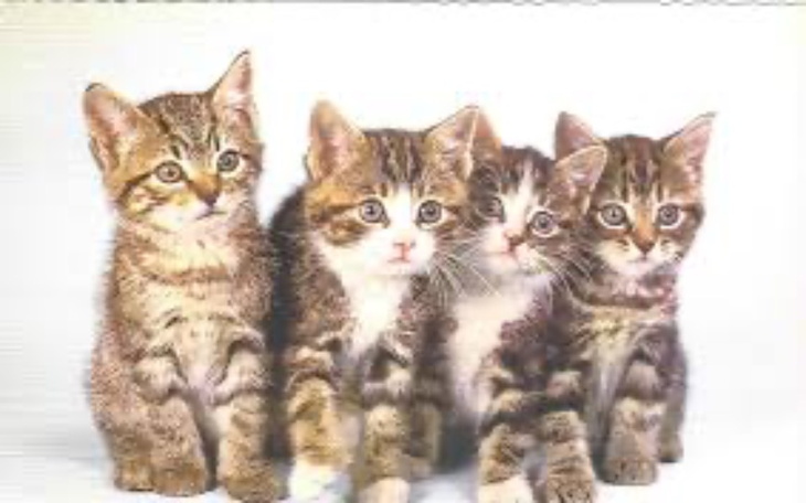 Zbiórka Na karmę dla kotków i piesków - zdjęcie główne