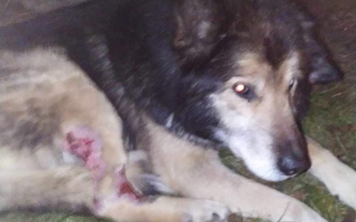 Zbiórka Na pomoc psom z Polany - zdjęcie główne