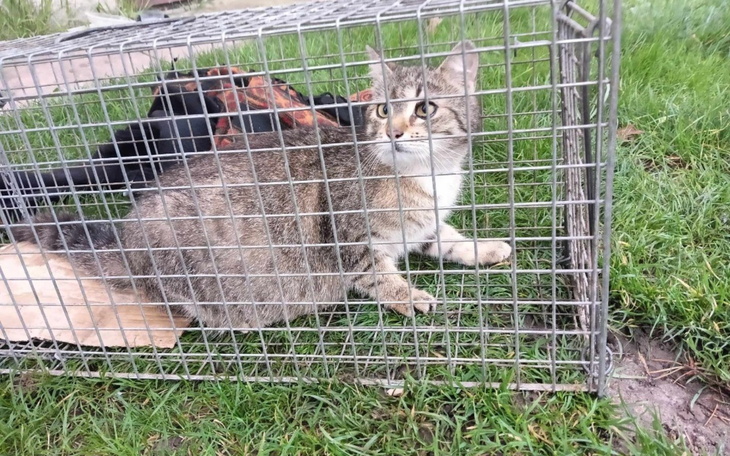 Kot w klatce, patrzący na zewnątrz, na trawie.