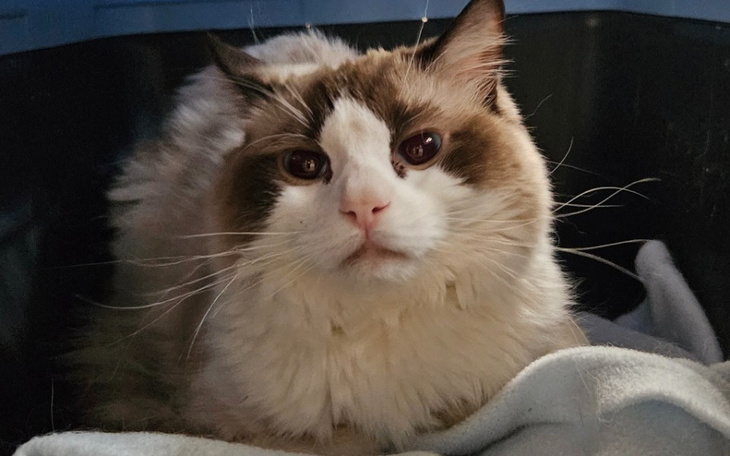 Zbiórka Klopsik- Ragdoll z FIP - zdjęcie główne