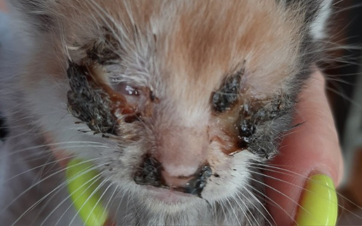 Zbiórka Koty działkowe Zabrzeg - zdjęcie główne