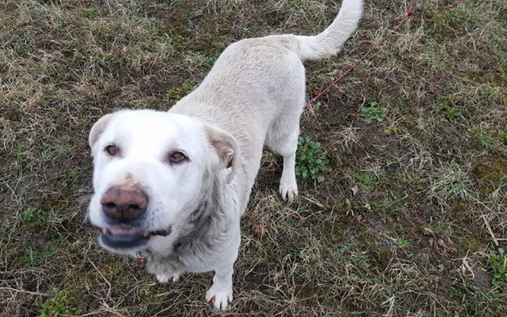 Zbiórka Schronisko zwierząt w Toruniu - zdjęcie główne