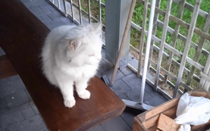 Biały kot siedzący na ławce, z widokiem na zewnątrz.