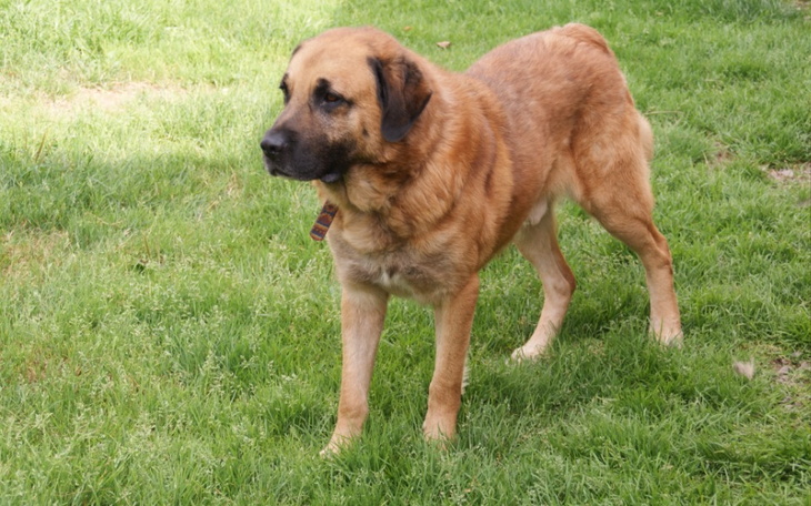 Zbiórka Nie mam pieniążków na hotel-Amik - zdjęcie główne